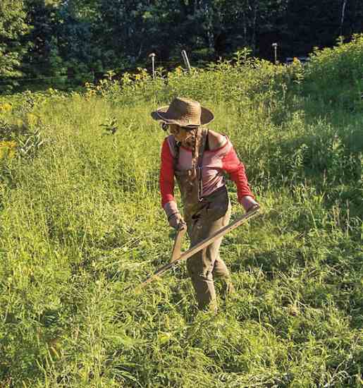 Apprentice Arica is mowing this ragweed for the compost pile! We're counting on the intense heat and bioactivity to destroy the ripening seed.